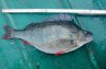 Andre Thieme Barsch 45cm 1980gr 21.08.2014 Gufi Hohenwarte TS - 